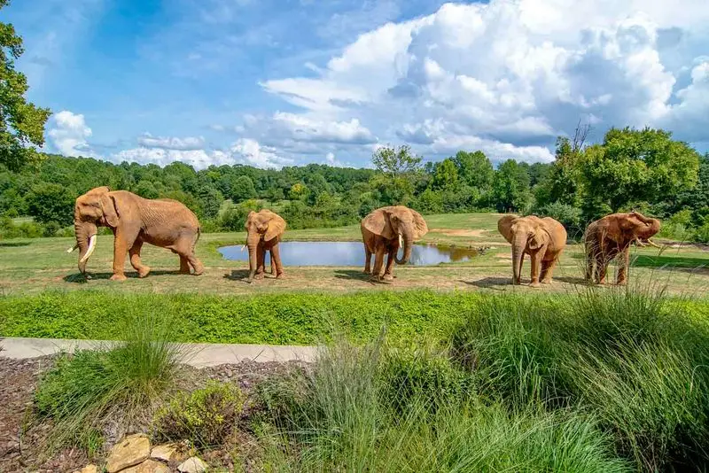 North Carolina Zoo