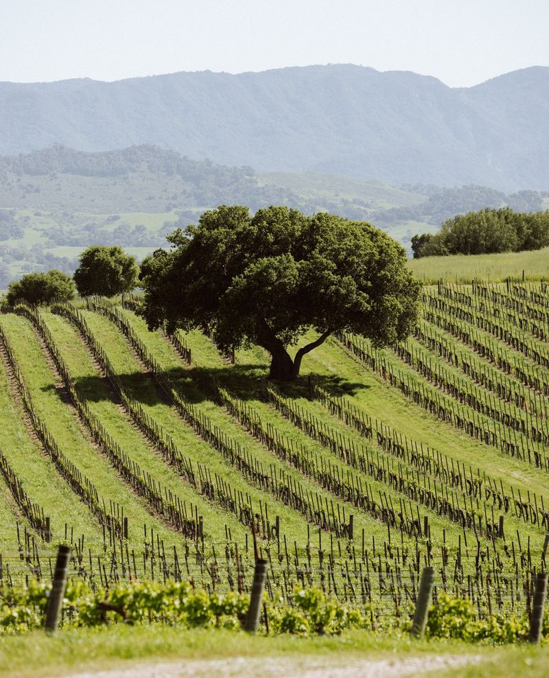 Santa Ynez Valley, California