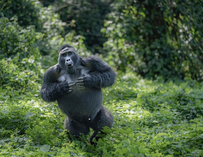 Bwindi Impenetrable National Park, Uganda
