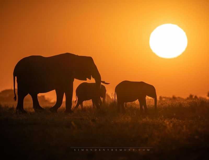Chobe National Park, Botswana