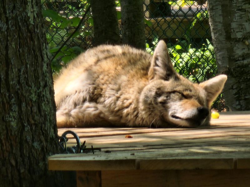 Maine Wildlife Park