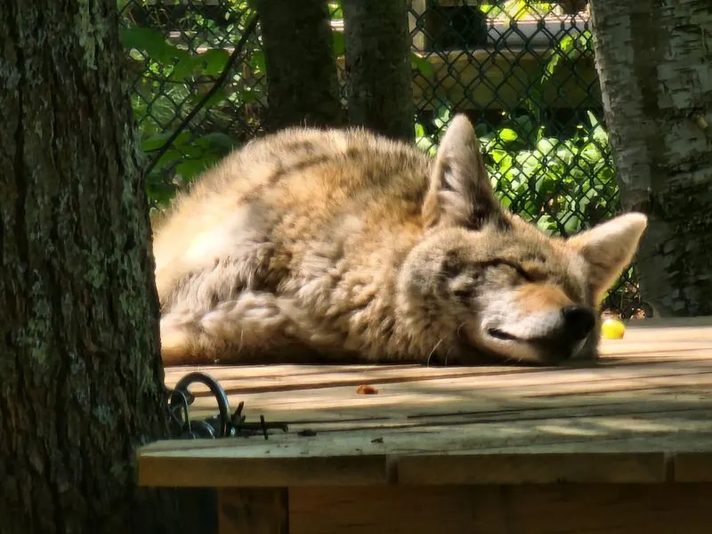 Maine Wildlife Park