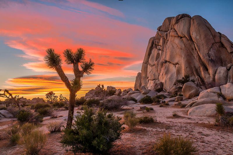 Joshua Tree National Park
