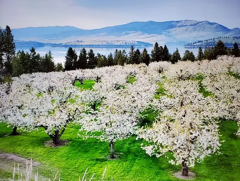 Cherry Blossom Festival