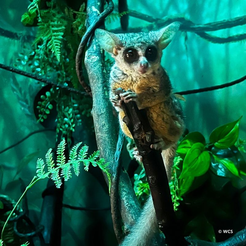 Educate About Nocturnal Wildlife