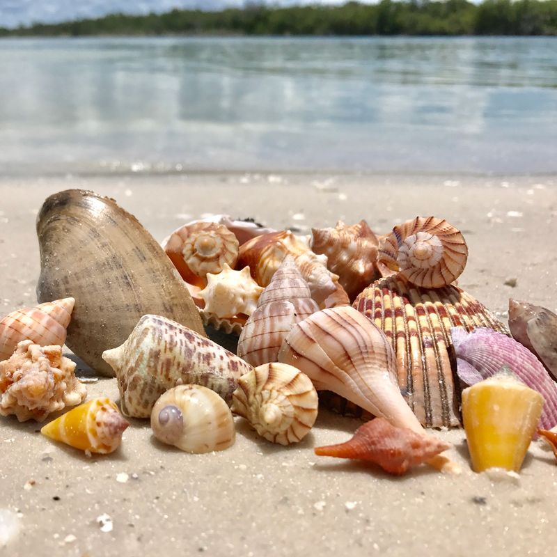 Shell Collecting Galore