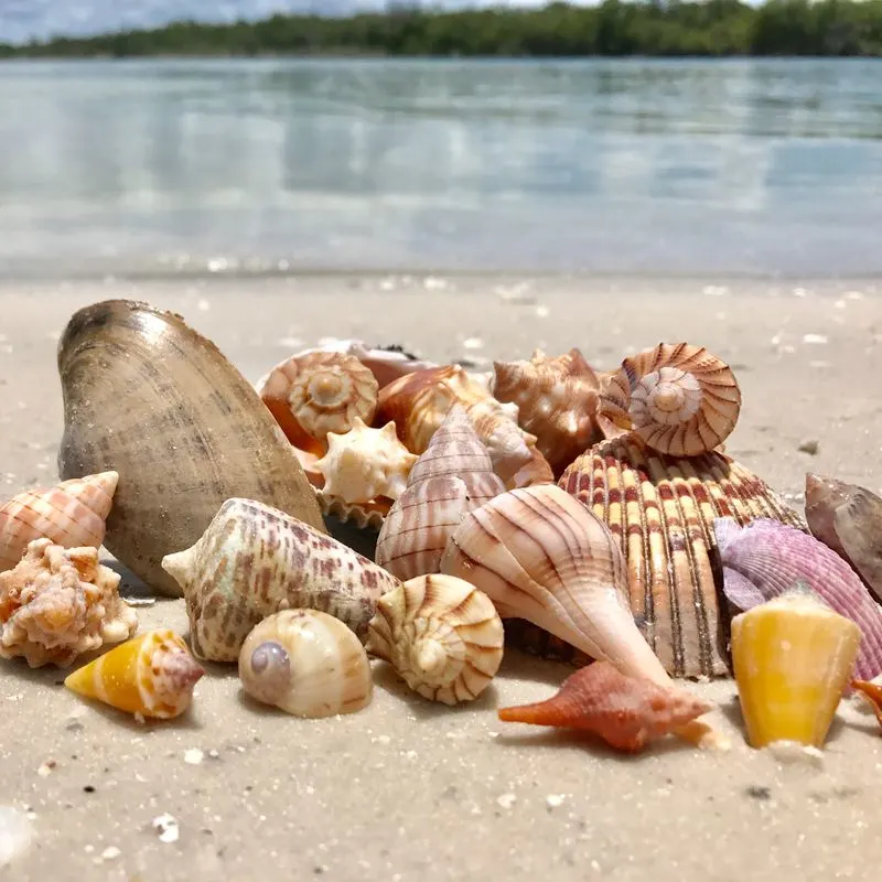 Shell Collecting Galore