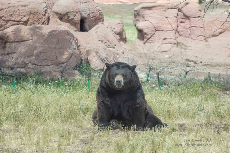 Bear Country USA