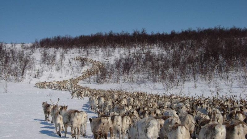 Sami Reindeer Migration