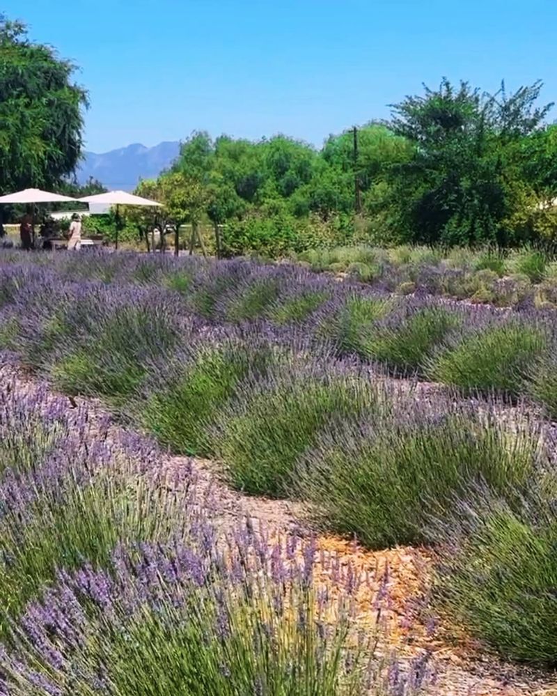 Ojai