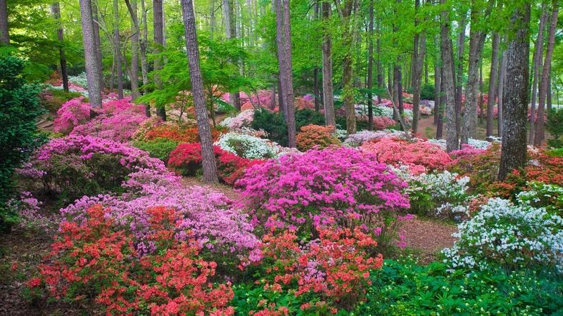 Callaway Gardens