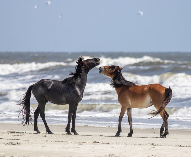 Cumberland Island National Seashore
