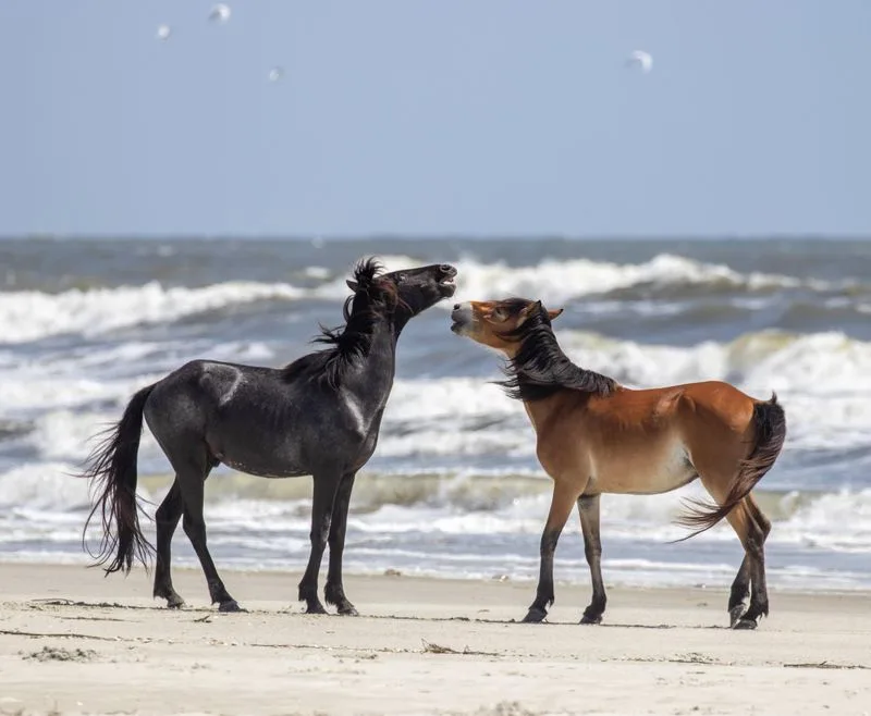 Cumberland Island National Seashore