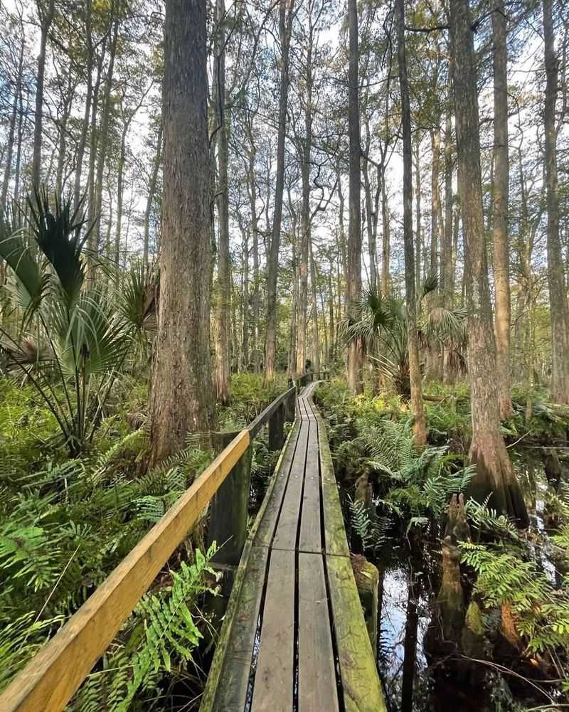 Highlands Hammock State Park