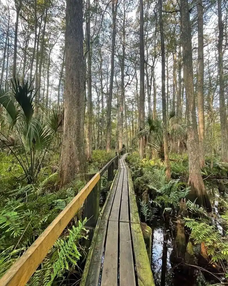 Highlands Hammock State Park