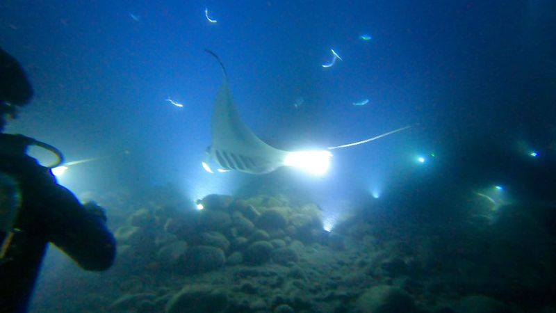 Snorkel with Manta Rays at Night in Kona