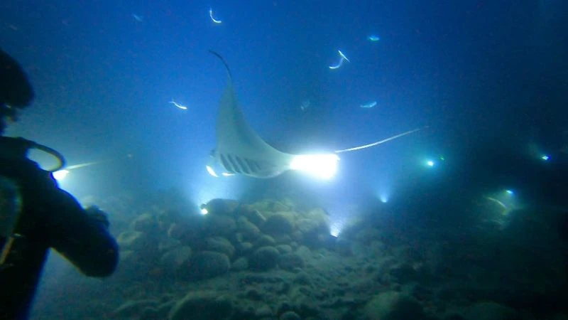 Snorkel with Manta Rays at Night in Kona