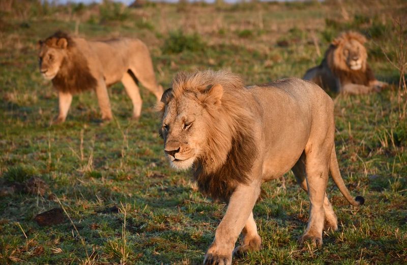 Maasai Mara National Reserve, Kenya