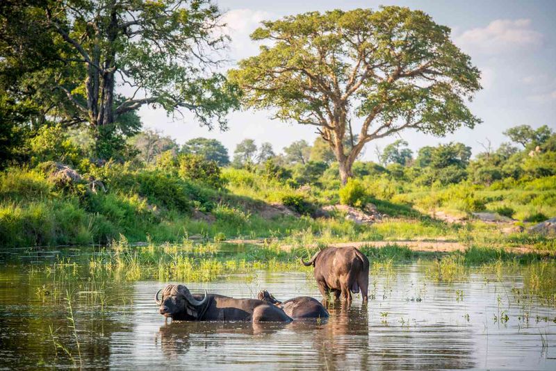 Kruger National Park, South Africa