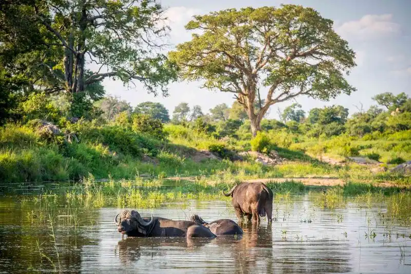 Kruger National Park, South Africa