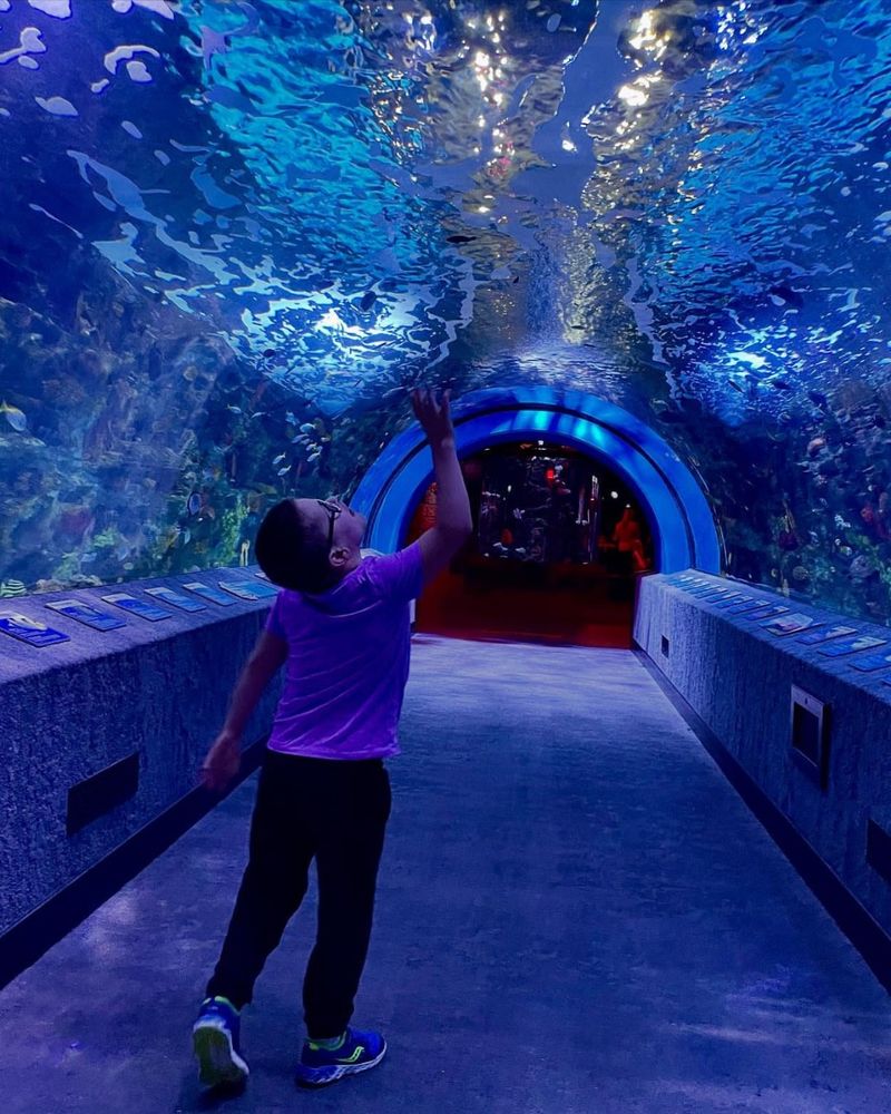 Newport Aquarium