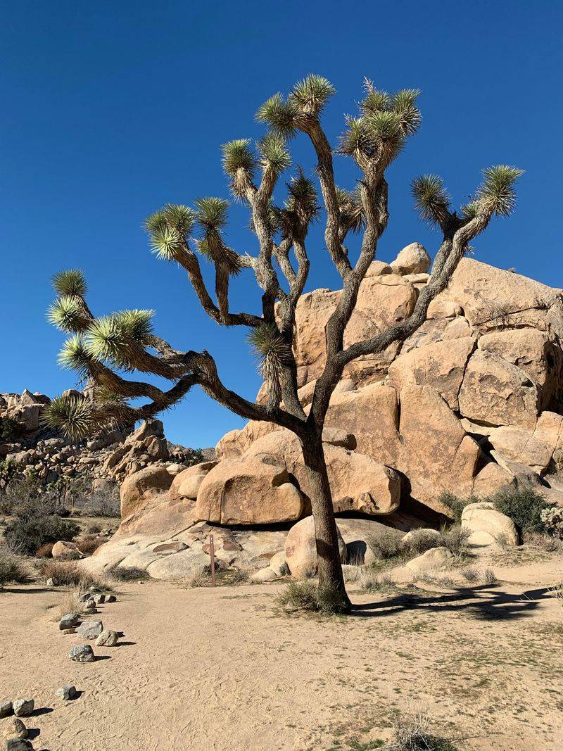 Joshua Tree National Park, California