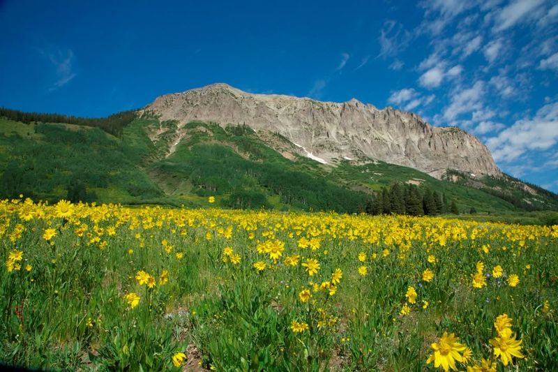 Crested Butte Wildflower Festival