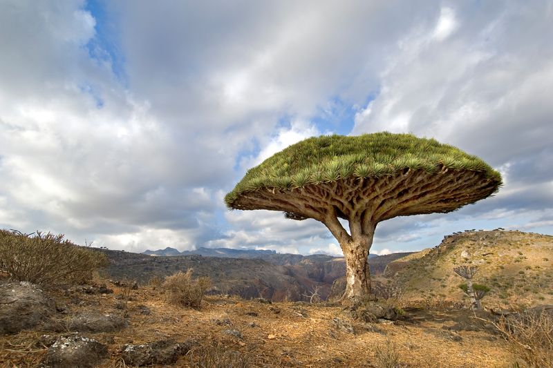 Socotra, Yemen