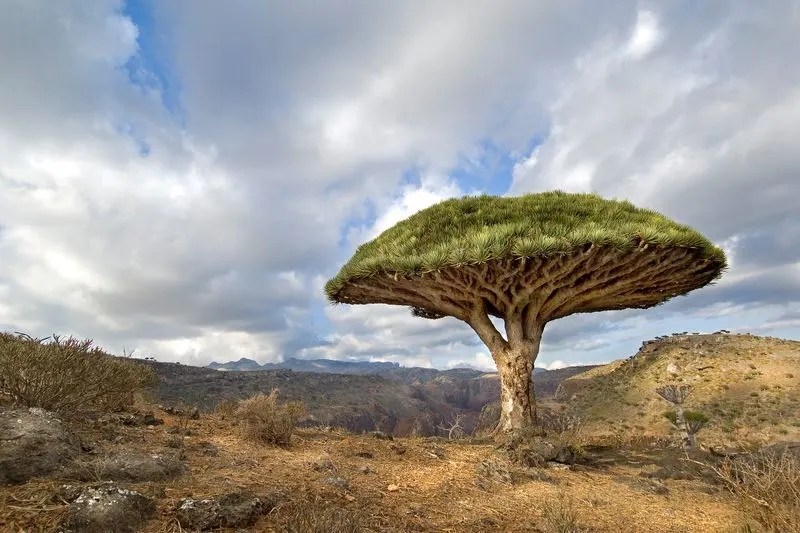 Socotra, Yemen