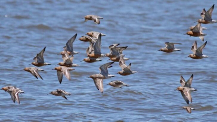 The Top 26 Best Places to Go Bird-watching in America