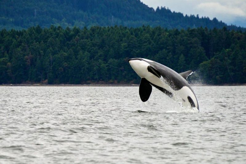 San Juan Island Whale Watching