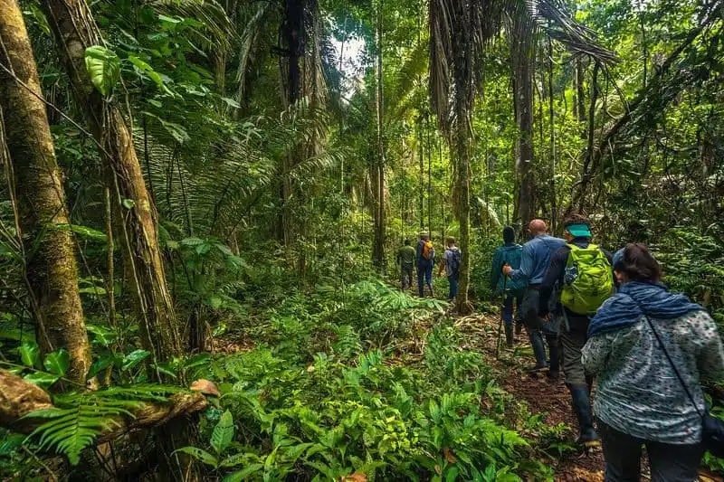 Exploring the Amazon Rainforest