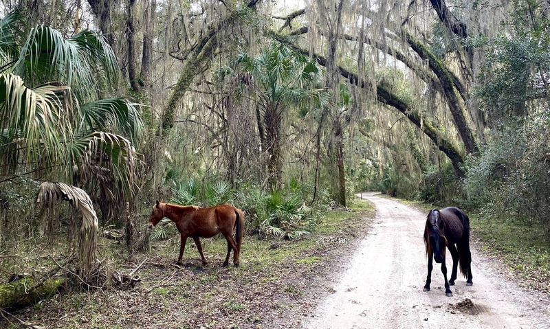Cumberland Island National Seashore, Georgia