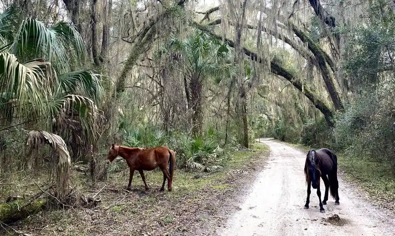 Cumberland Island National Seashore, Georgia
