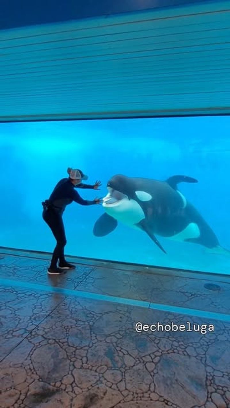 Watch the shows at SeaWorld Orlando