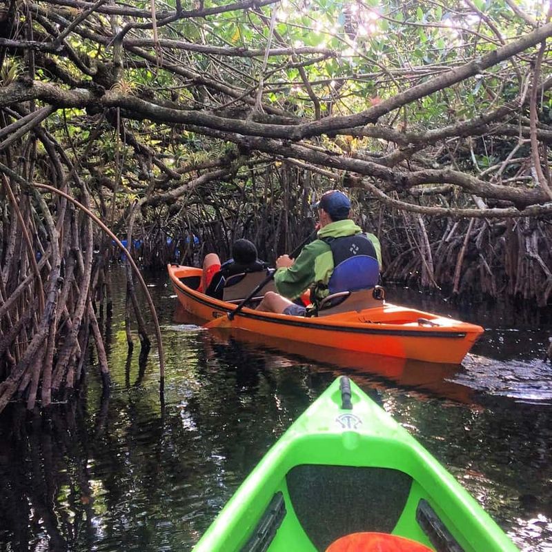 Kayaking in the Mangroves