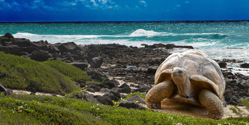 Explore the Galápagos Islands