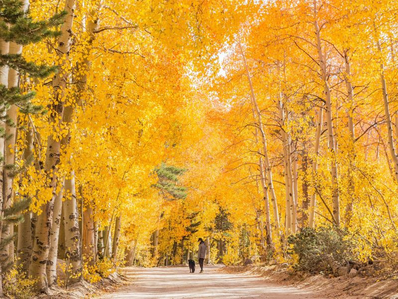 Stunning Fall Foliage