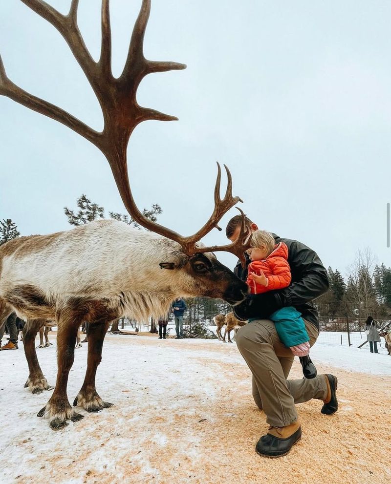 Leavenworth Reindeer Farm