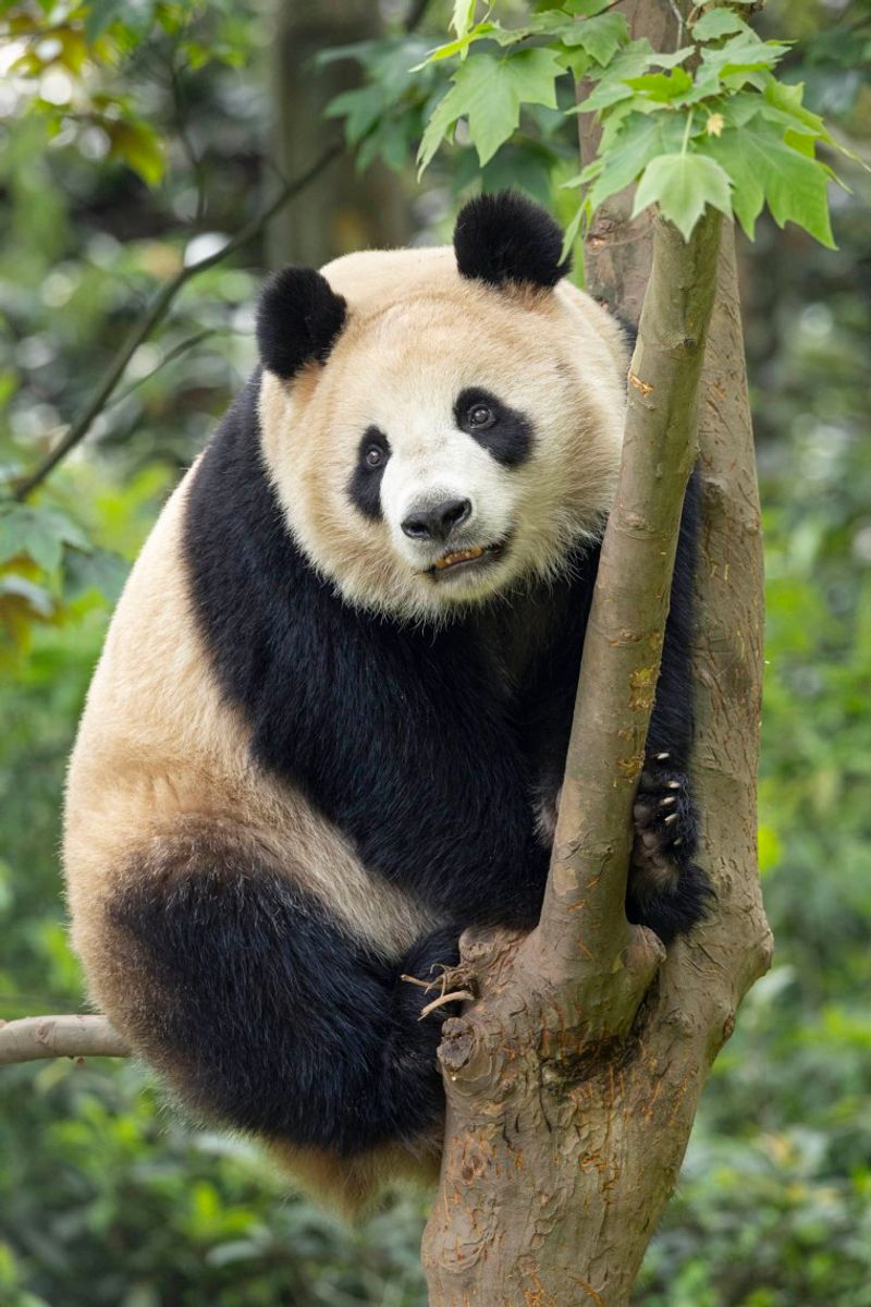 San Diego Zoo, CA