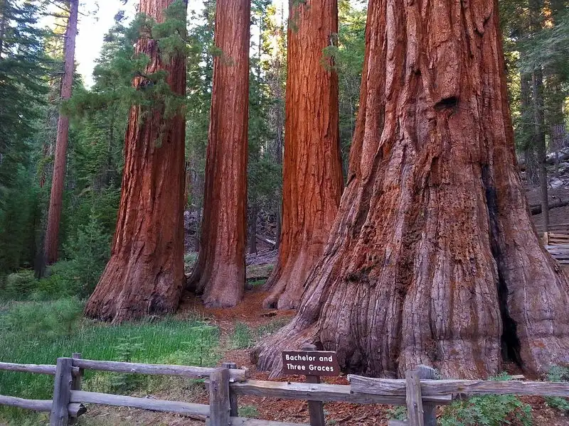 Mariposa Grove of Giant Sequoias