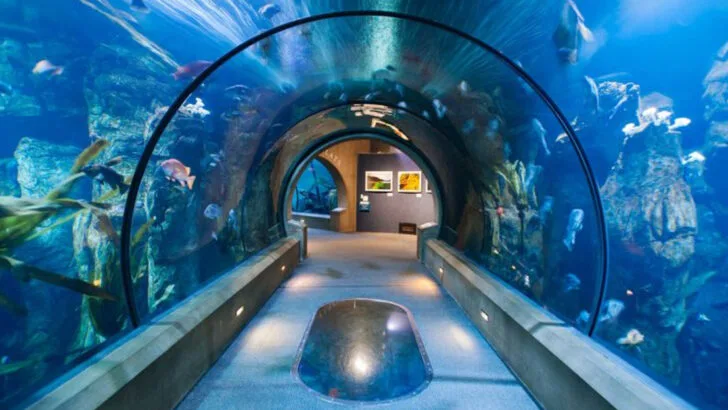 The 12 Best Aquariums In America