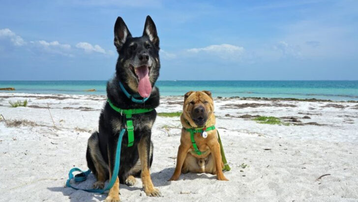 10 U.S. Beaches Where Dogs Are Allowed to Run, Splash, and Stay All Day (and 10 You Should Probably Skip)