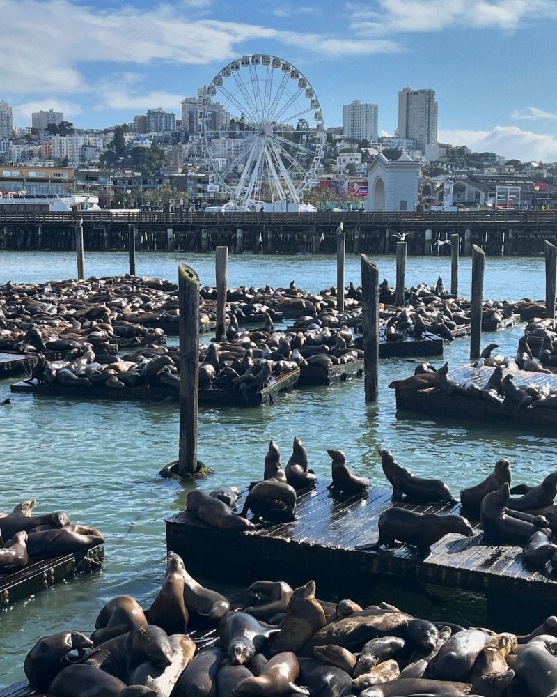 Pier 39’s Sea Lions