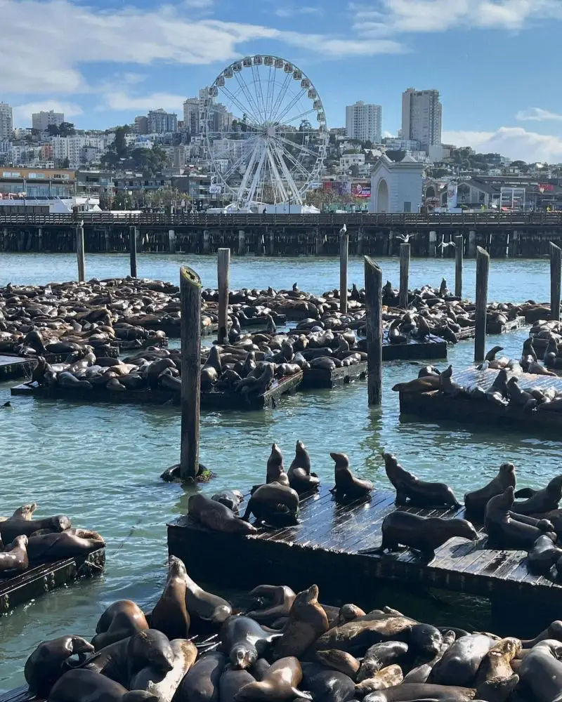 Pier 39’s Sea Lions