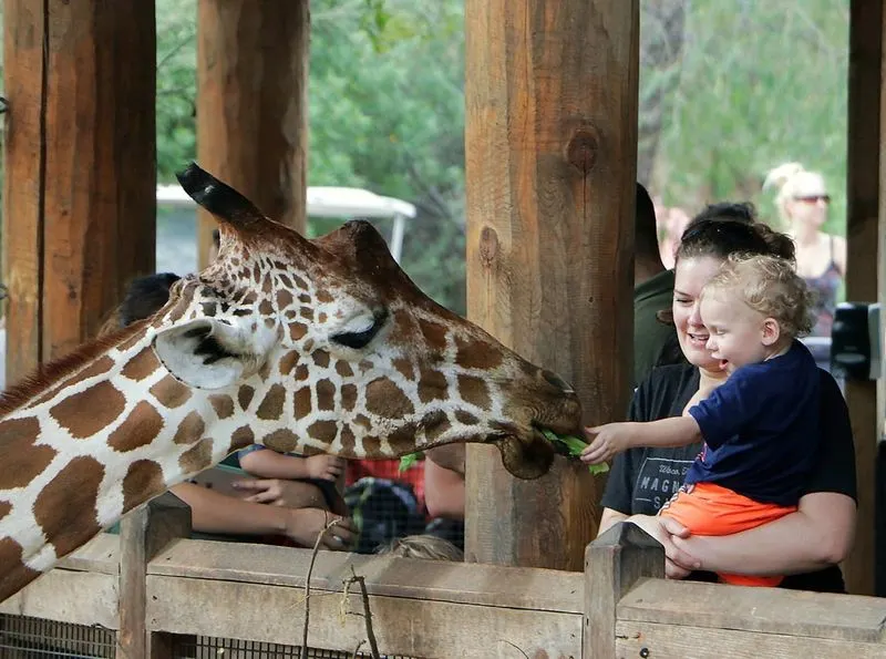 Giraffe Feeding Adventure