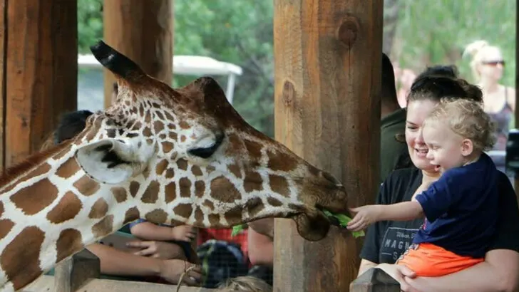 11 Reasons Kids (and Parents) Love Spending the Day at the Dallas Zoo
