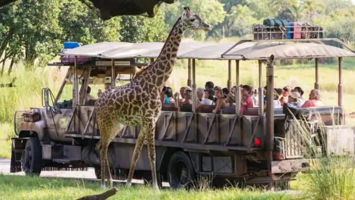 12 Animal Kingdom Rides You’ll Want on Your Must-Do List