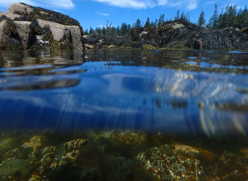 Explore Tide Pools at Bar Island