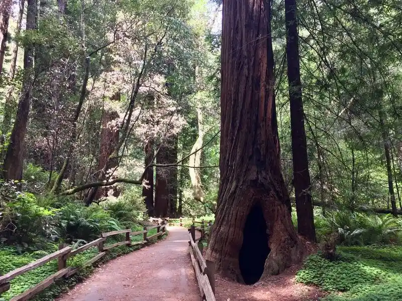 Muir Woods – Redwood Creek Trail Loop